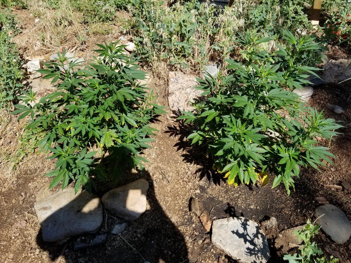 Colorado outdoor grow questions 10