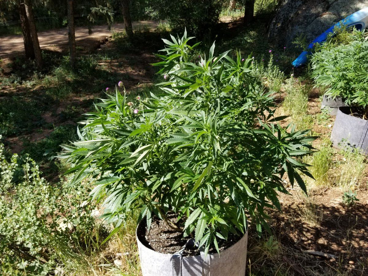 Colorado outdoor grow questions 11