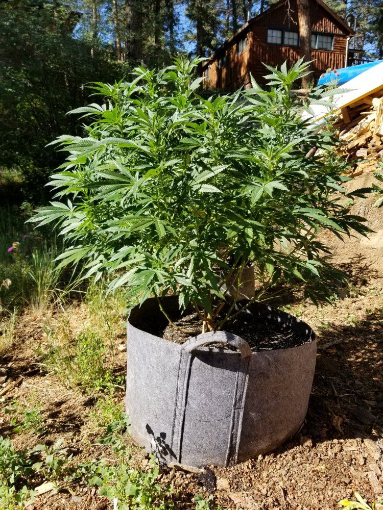 Colorado outdoor grow questions 13