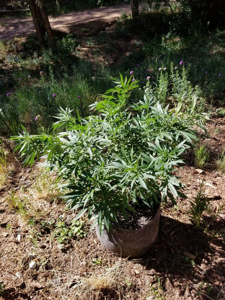 Colorado outdoor grow questions 14