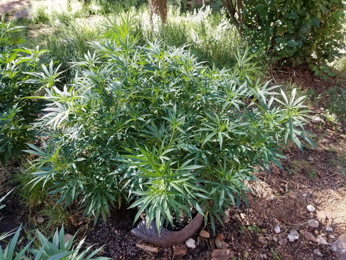Colorado outdoor grow questions 2
