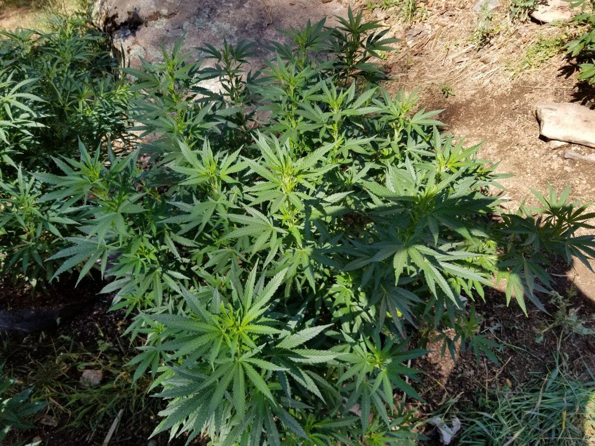 Colorado outdoor grow questions 4