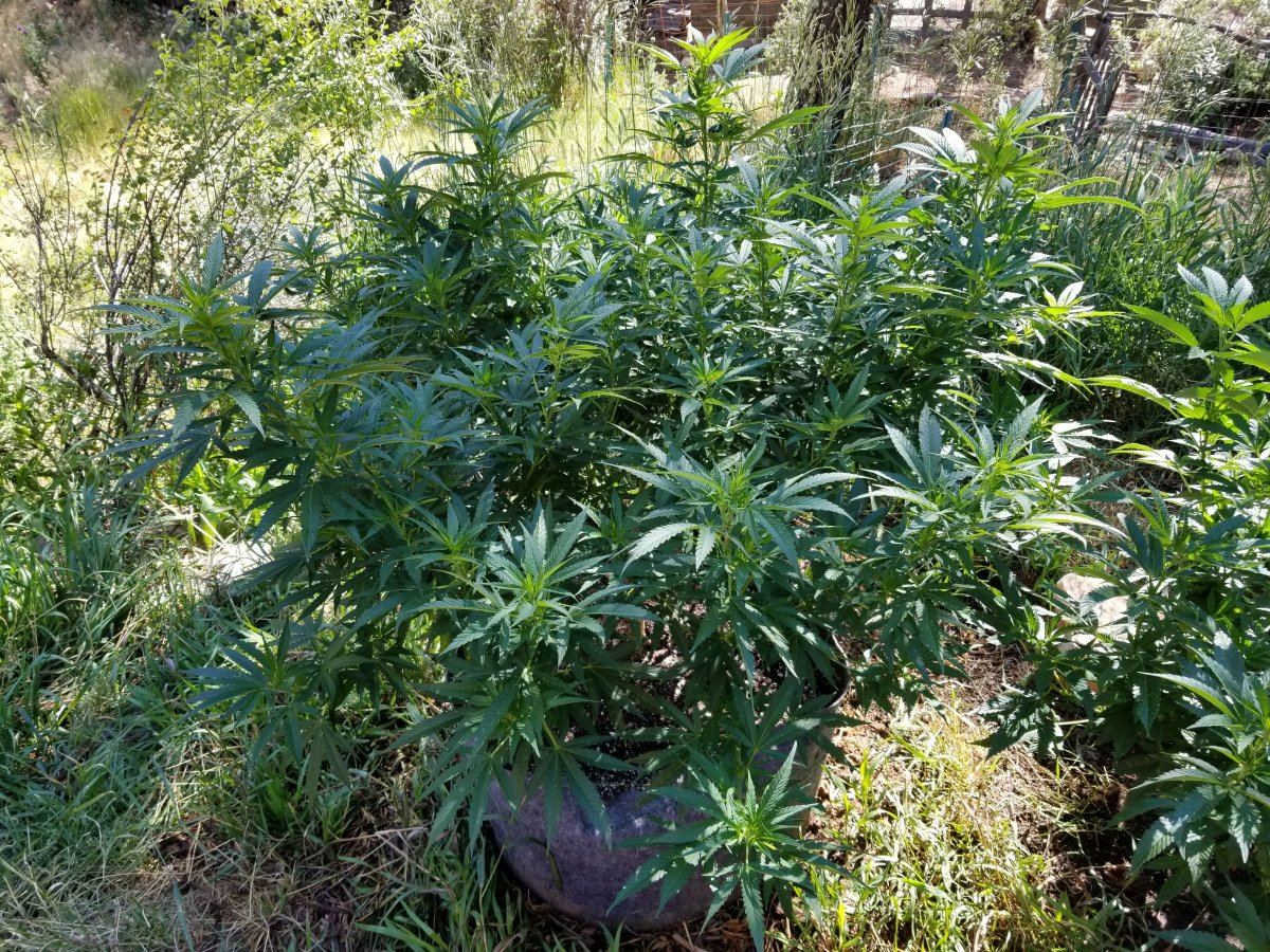 Colorado outdoor grow questions 5
