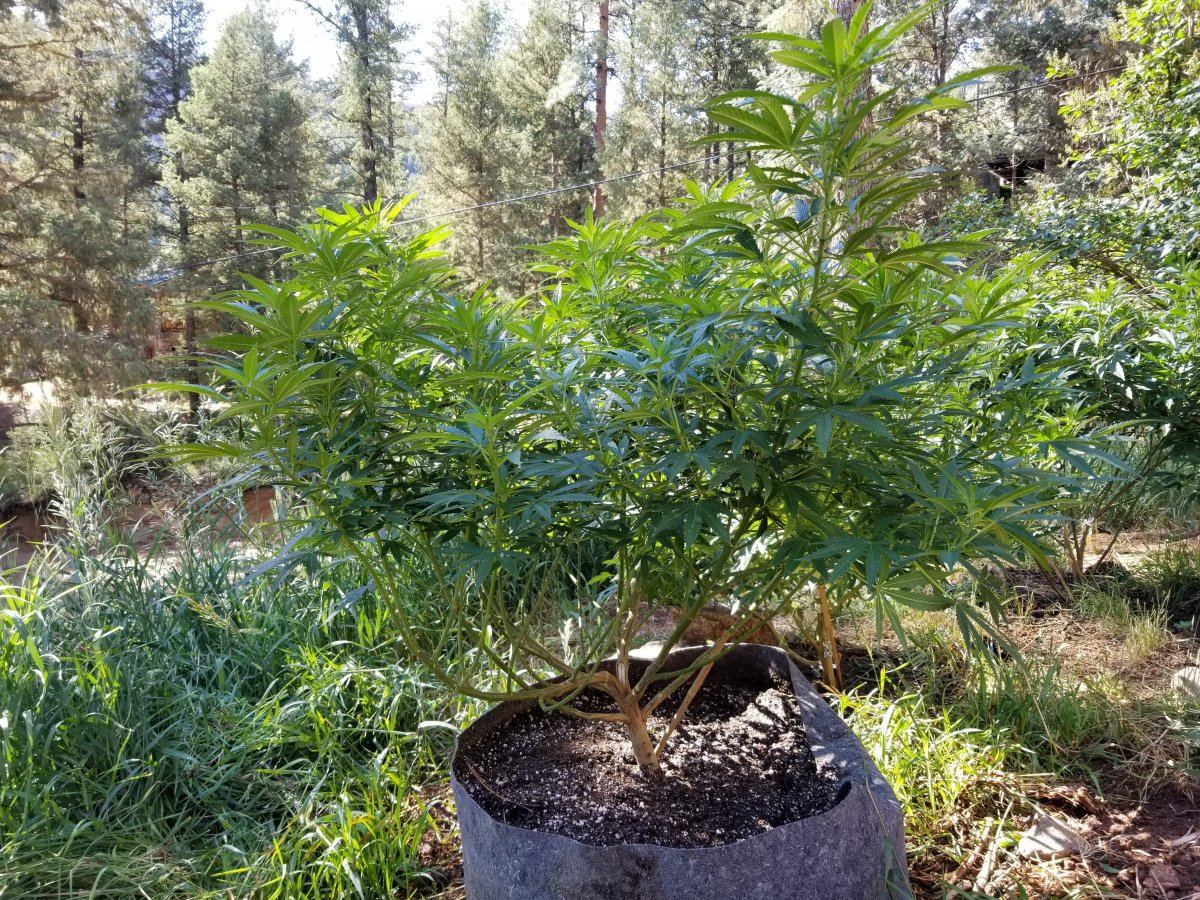 Colorado outdoor grow questions 6