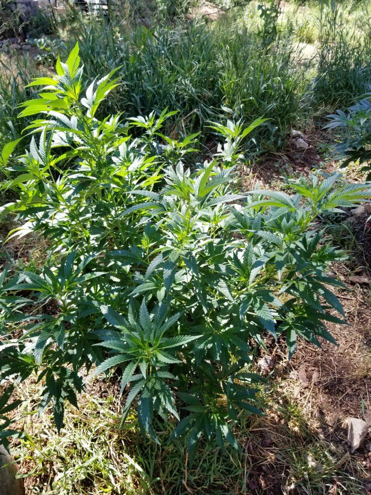 Colorado outdoor grow questions 7