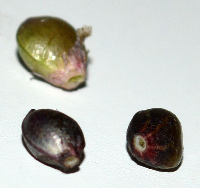 Colorcodedseeds