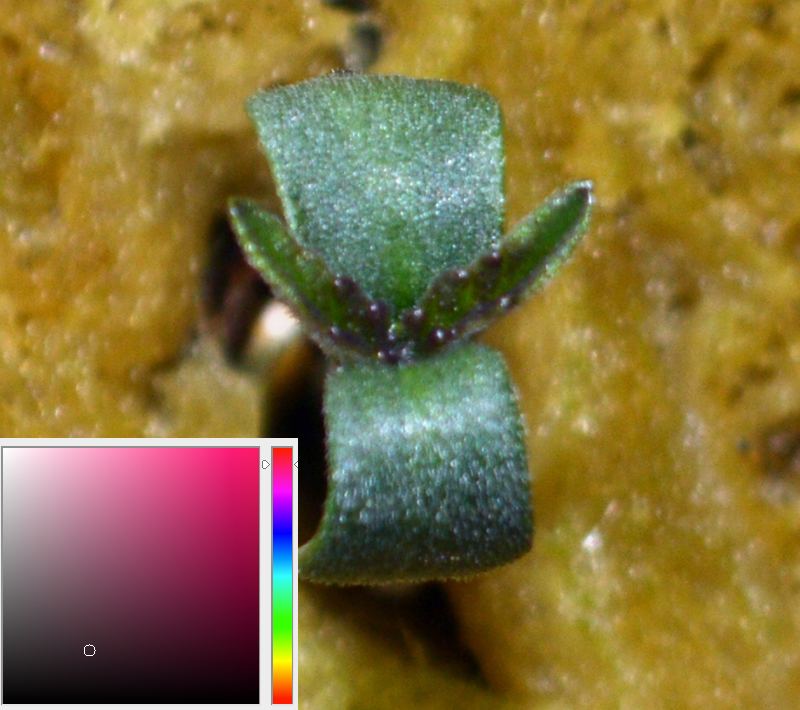 Colorseedling