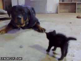 Come at me bro