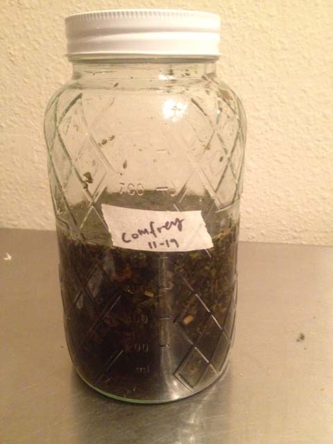 Comfrey