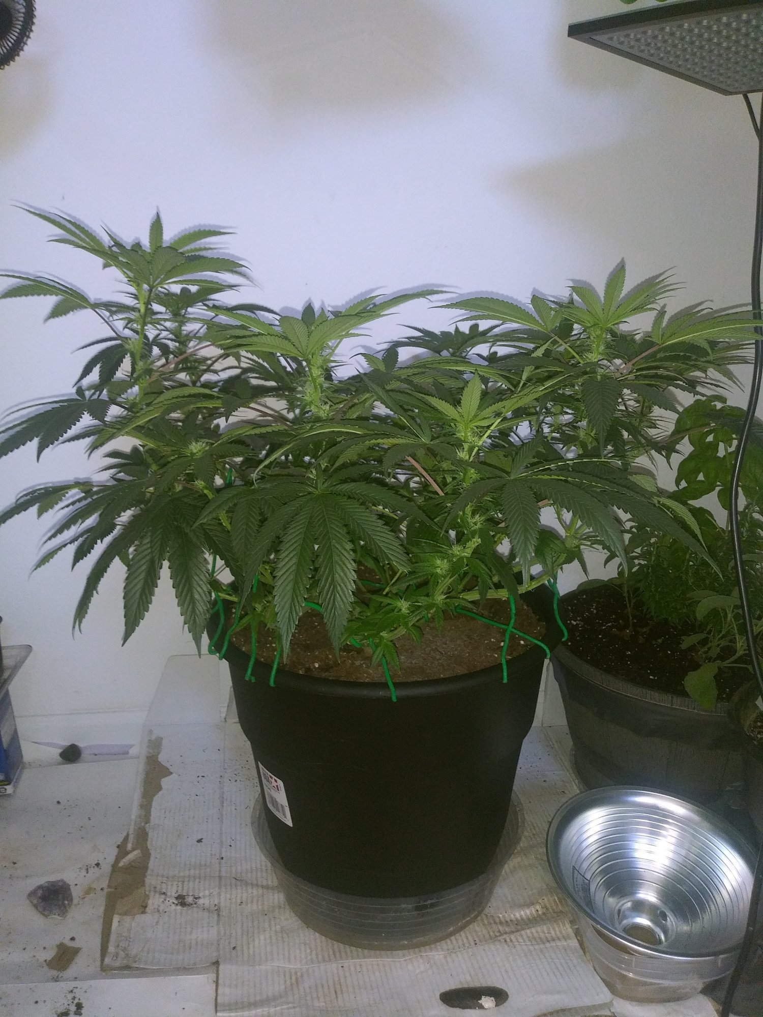 Coming to the end of week 4 flowershould i trim leaves 2