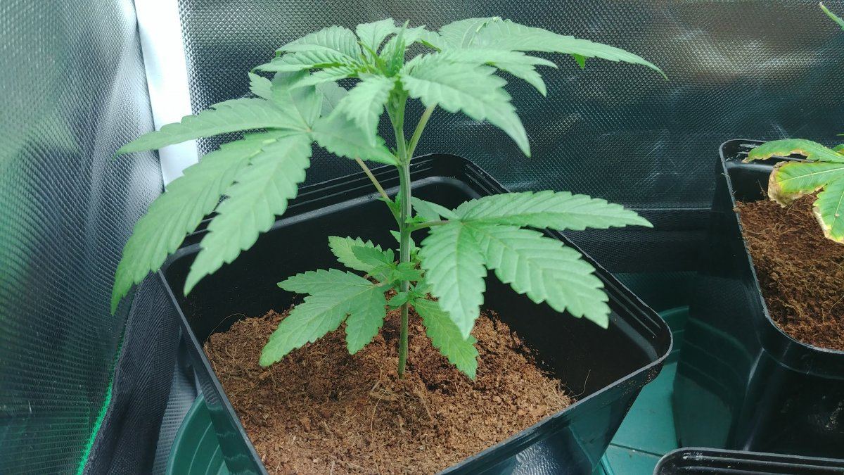 Commercial grower forced back into small tent 3