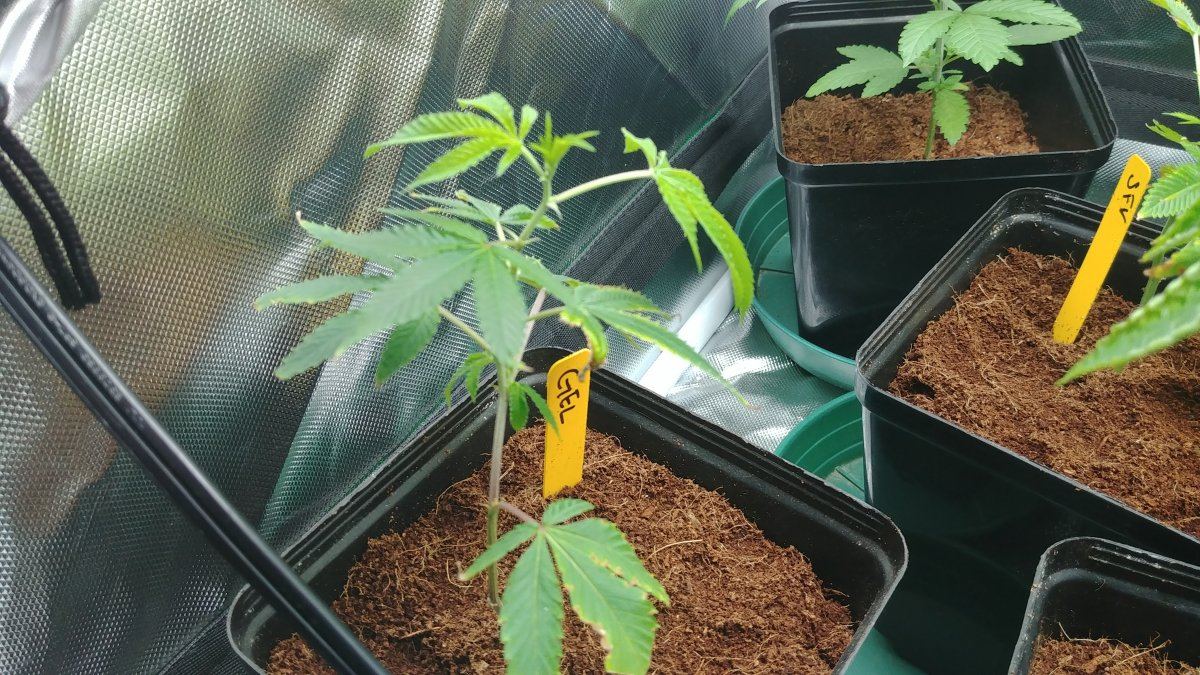 Commercial grower forced back into small tent 4
