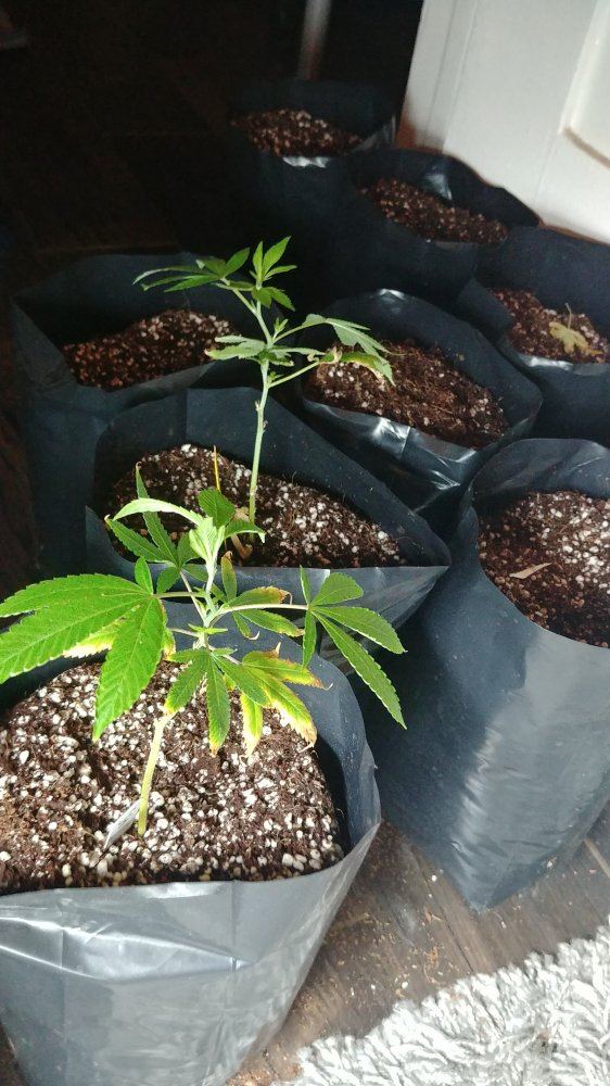 Commercial grower forced back into small tent 5