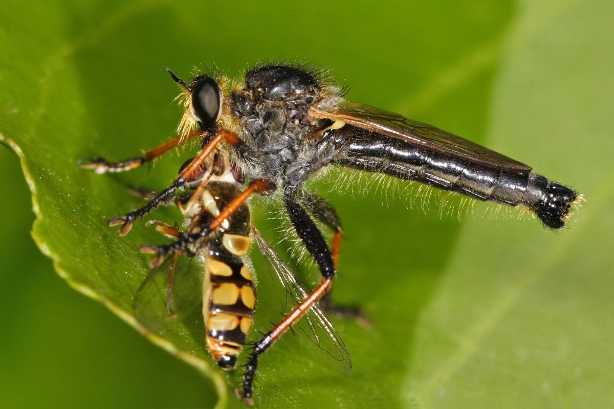 Common brown robberfly with prey