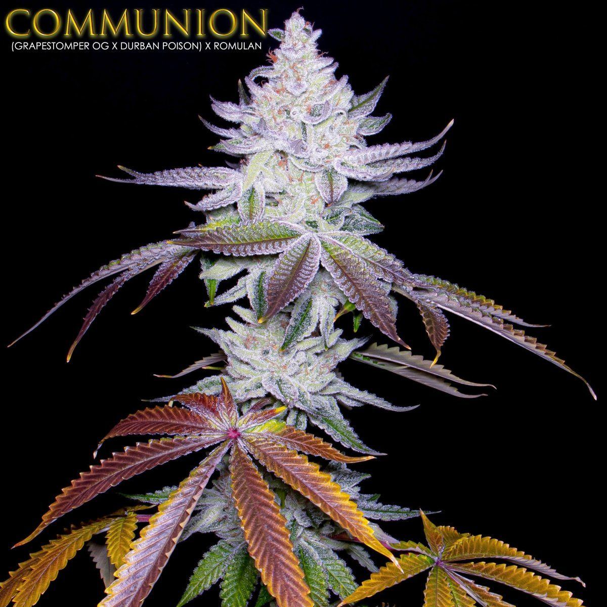COMMUNION S1 min