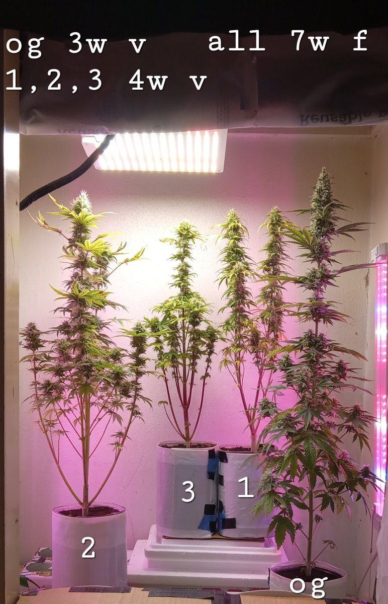 Comparison 2