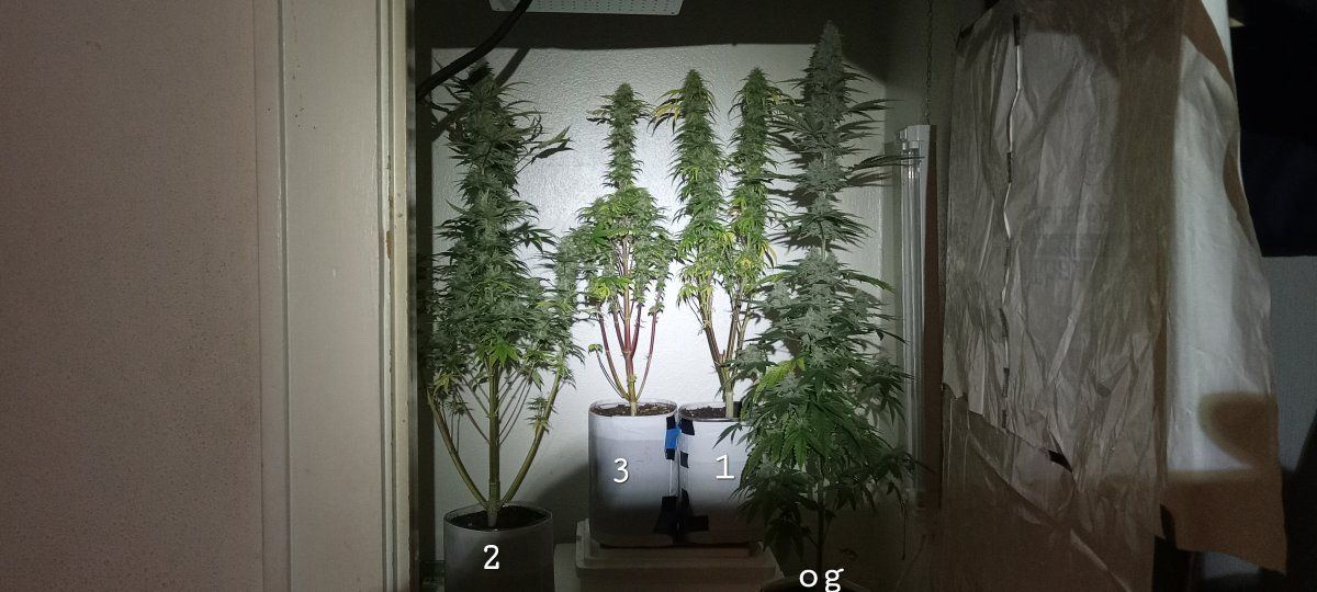 Comparison