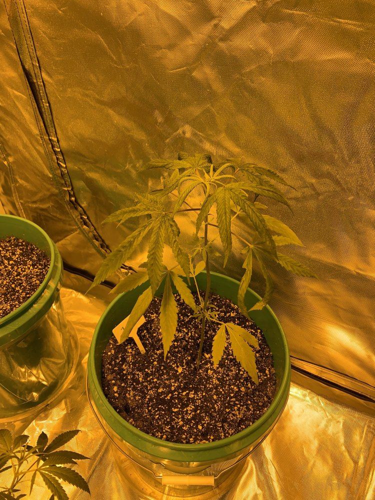 Complete newbie first grow just seeking any tips tricks or pointers for soil grow 3