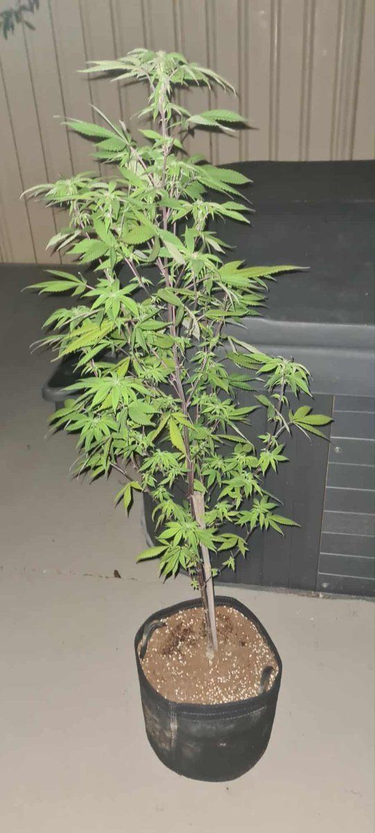 Complete newby needs help with plant