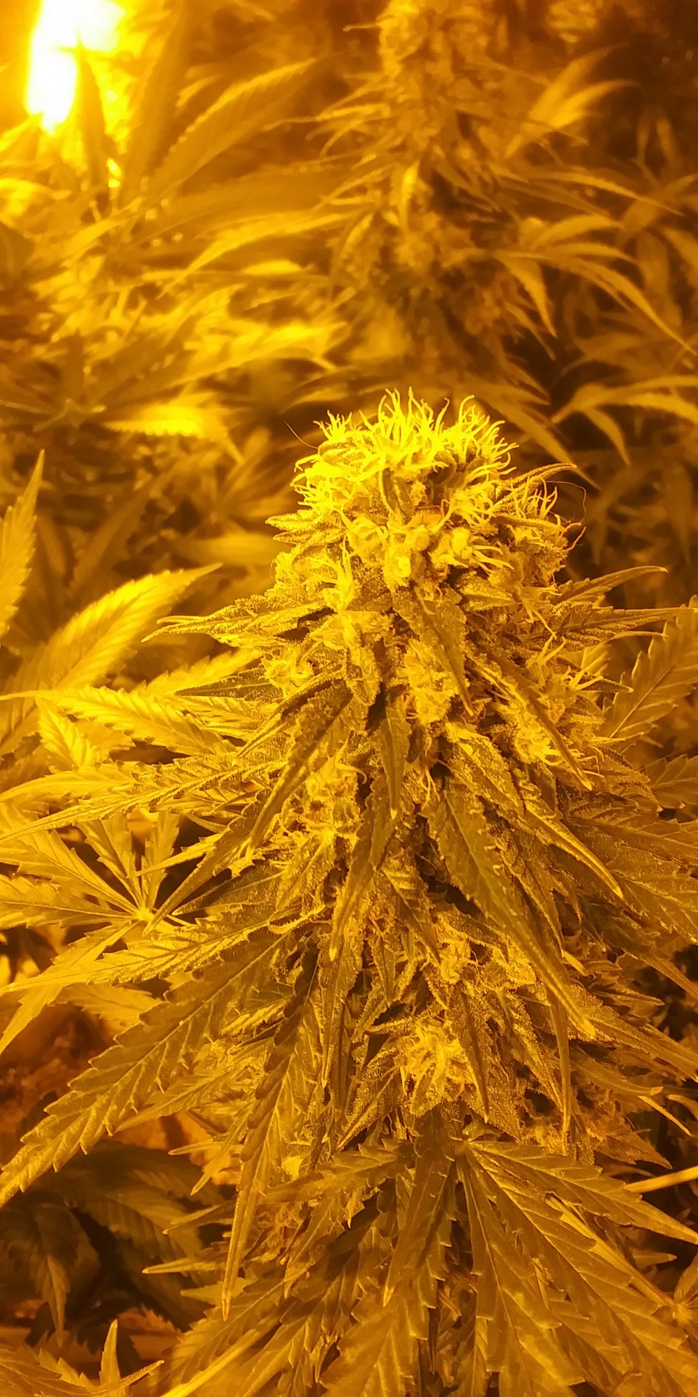 Concerned about possible hermie in late flower 2