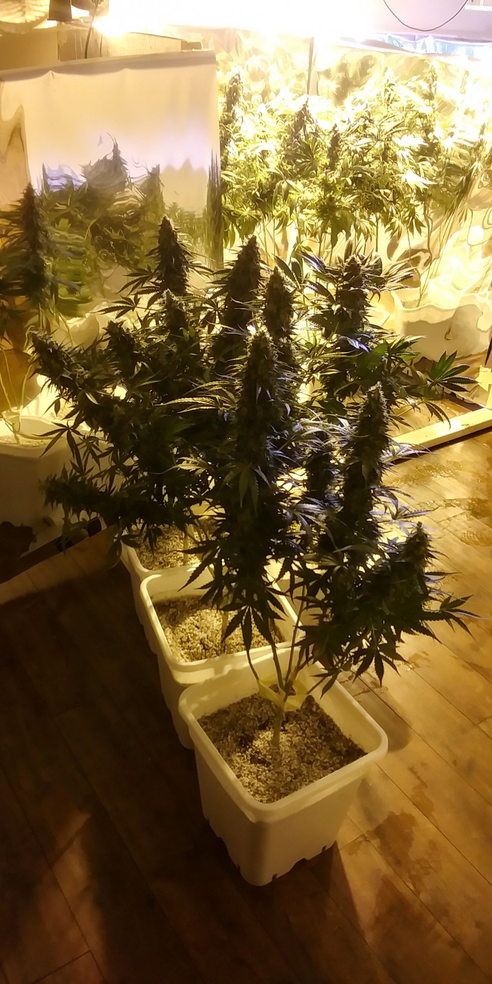 Concerned about possible hermie in late flower 3