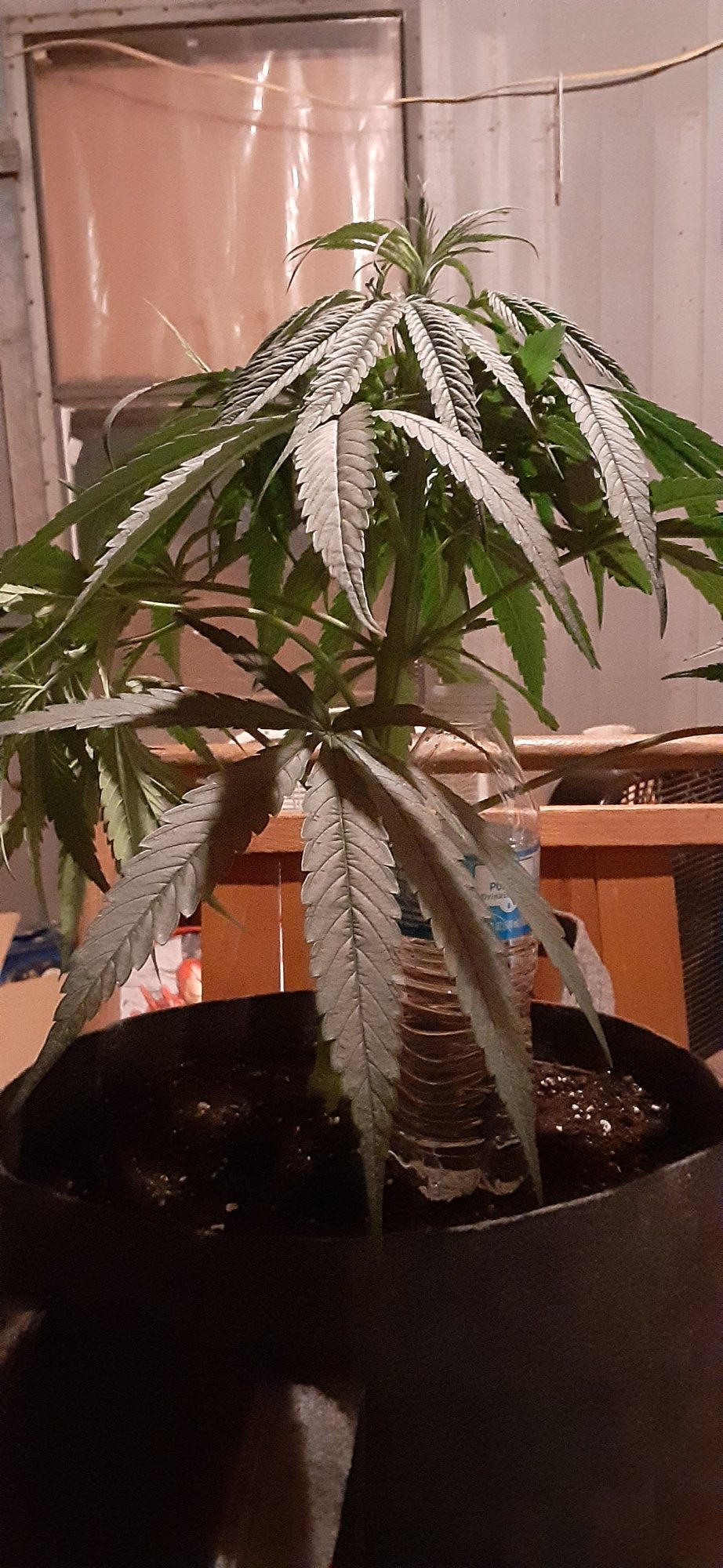 Concerned with my species or strain 10