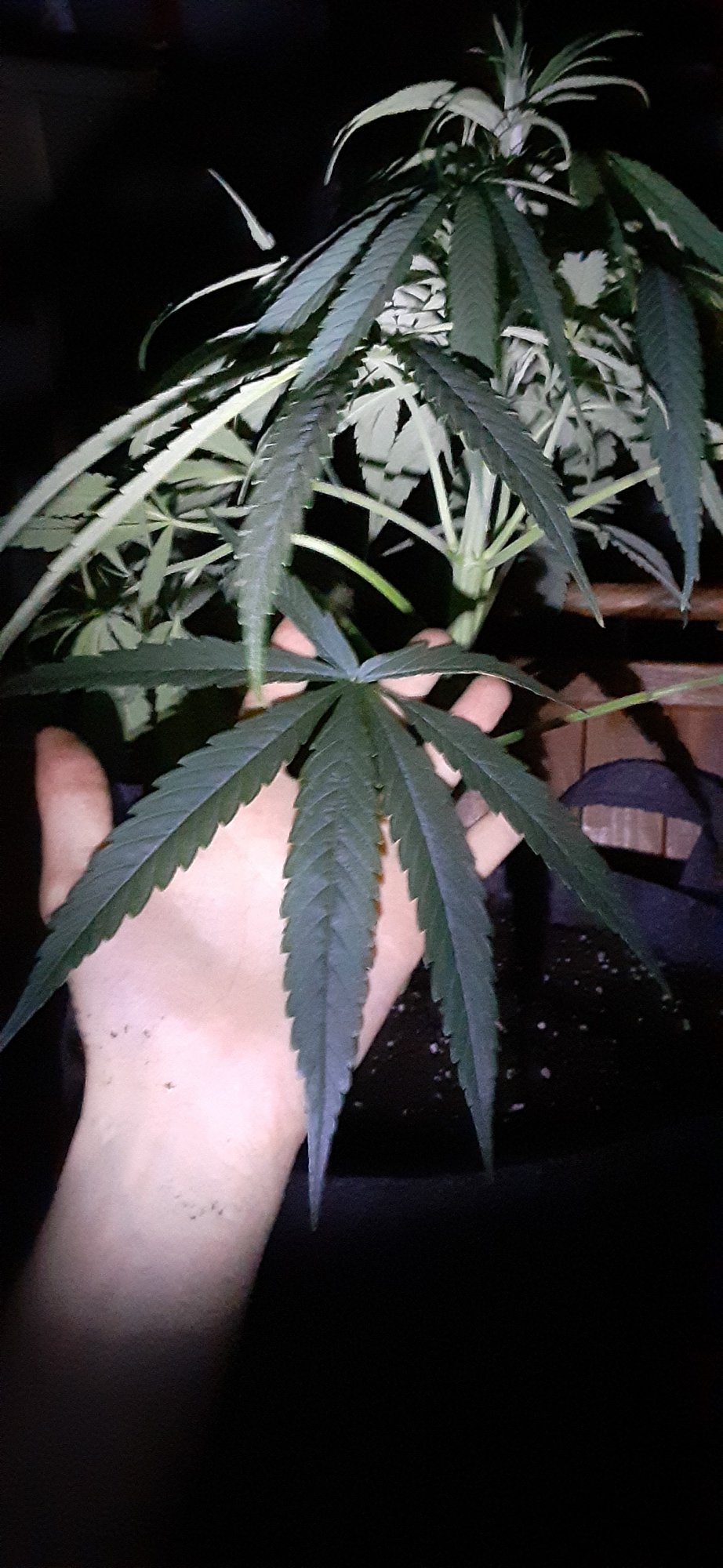 Concerned with my species or strain 5