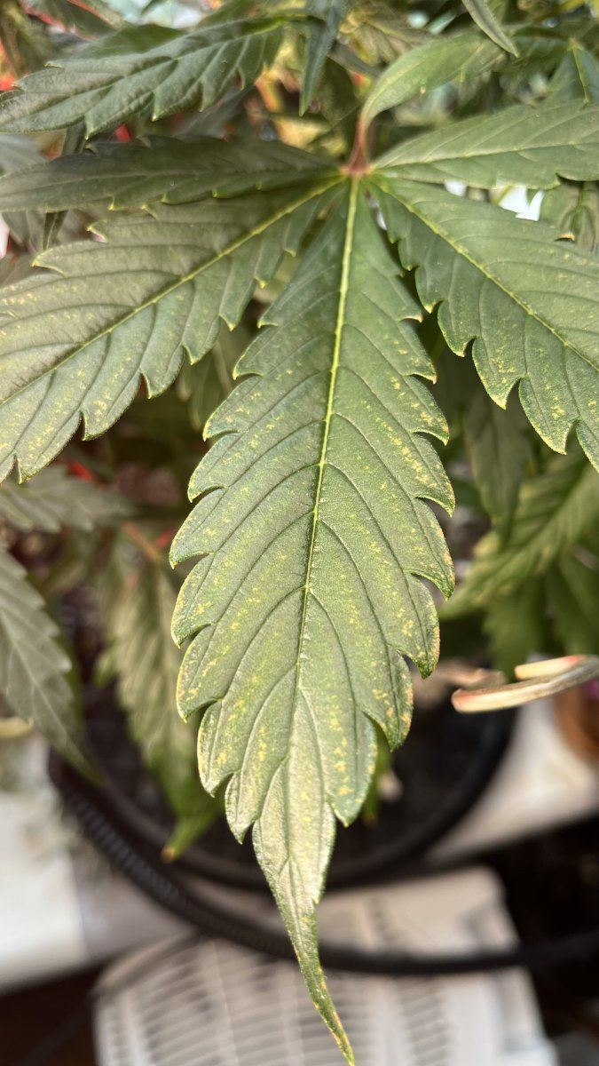 Concerning spots forming on leaves 3