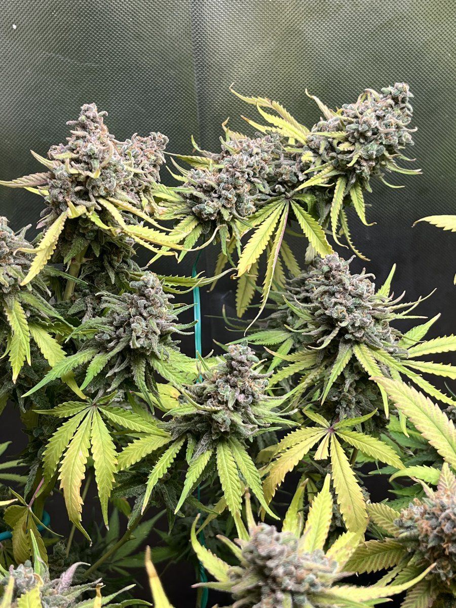 Confused this harvestneed opinions 4