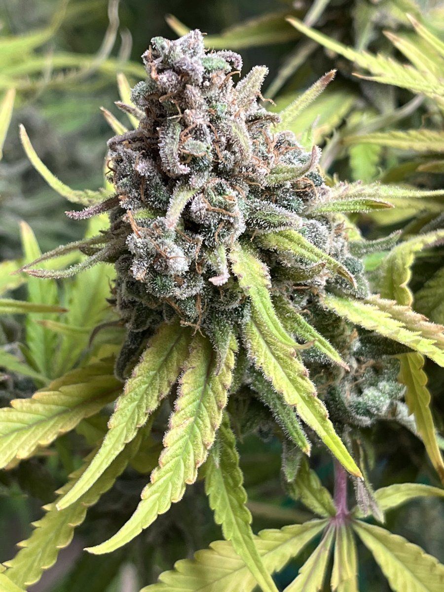 Confused this harvestneed opinions