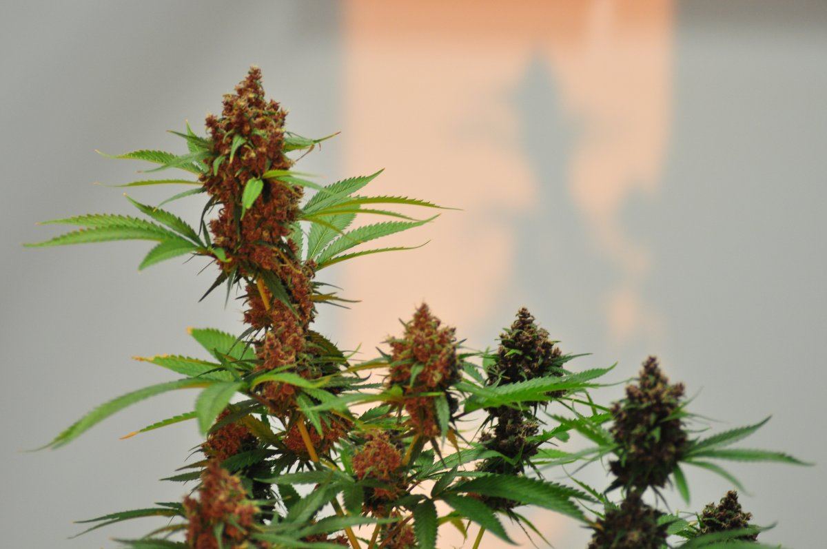 Congo kush