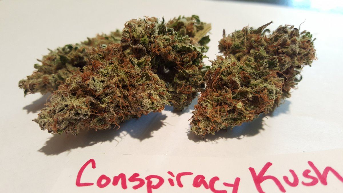 Conspiracy Kush 10 2015 3