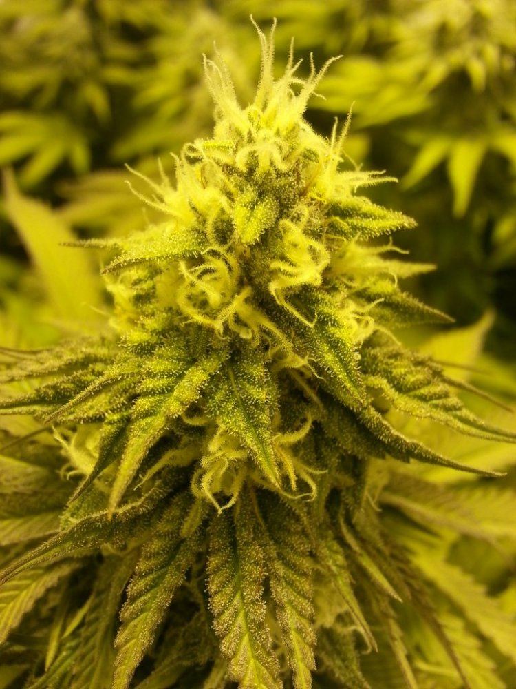 Conspiracy Kush 2 22 days