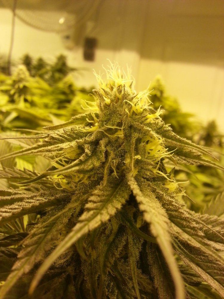 Conspiracy Kush 22 days
