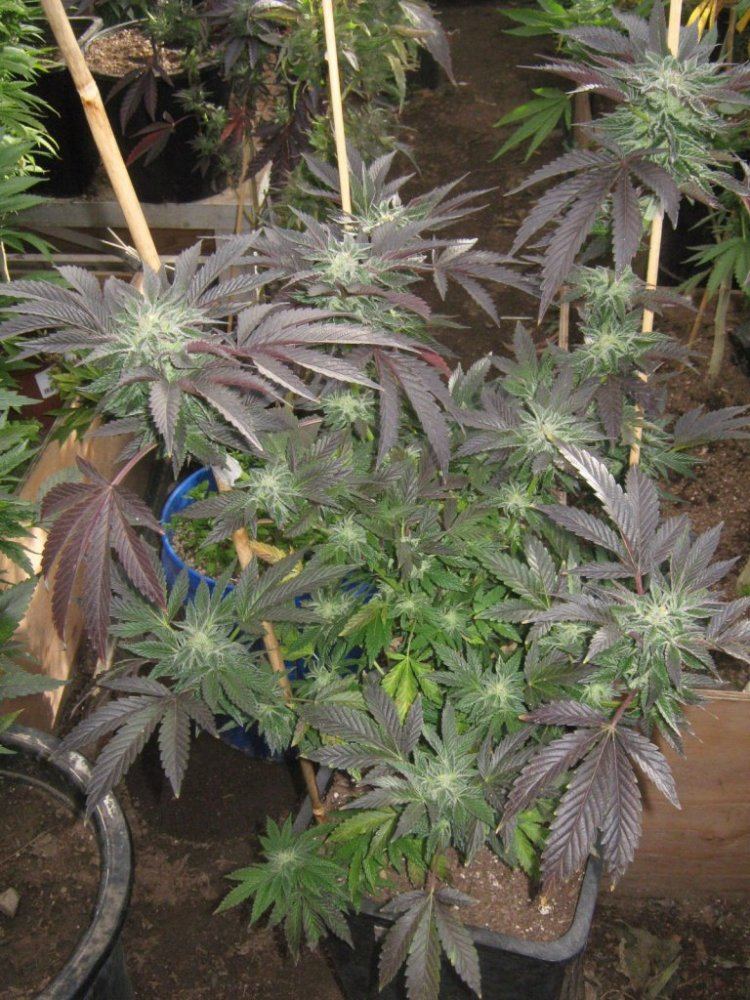 Cook1 331