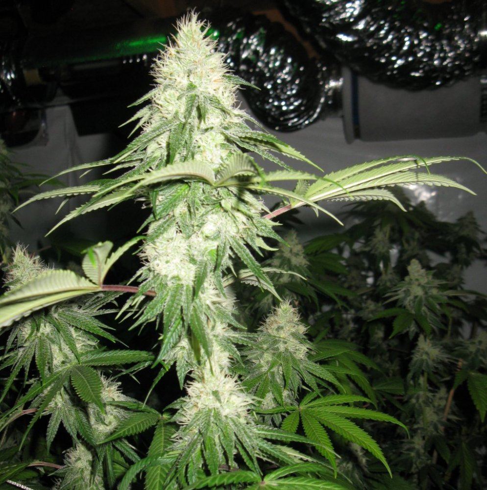 Cookie  040