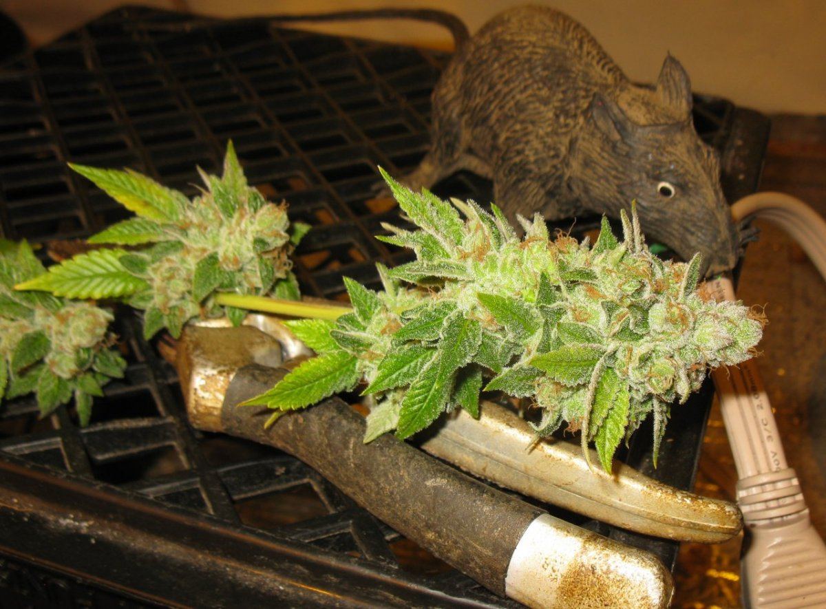 Cookie 2 006