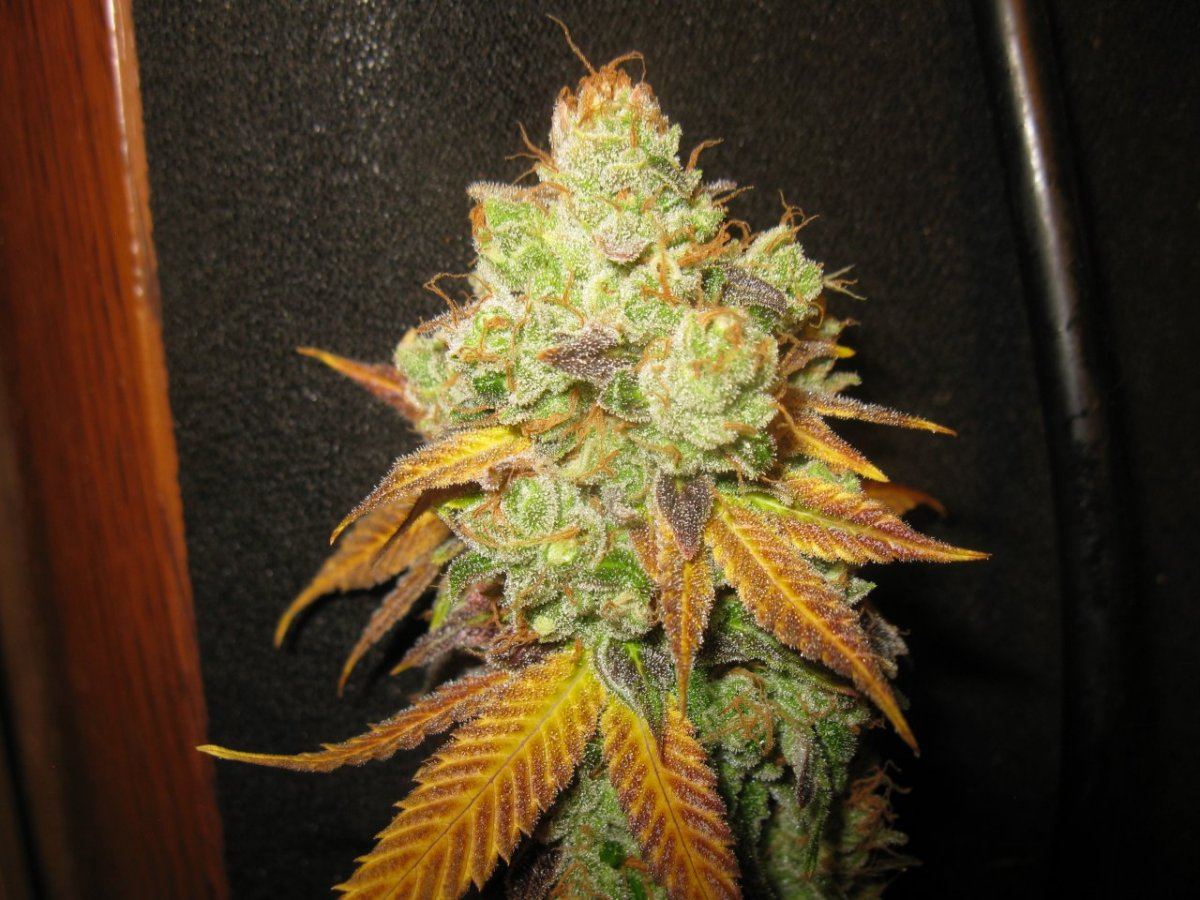 Cookie 3 018