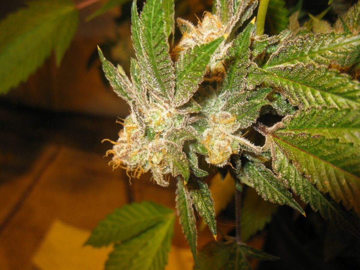 Cookie 4 086