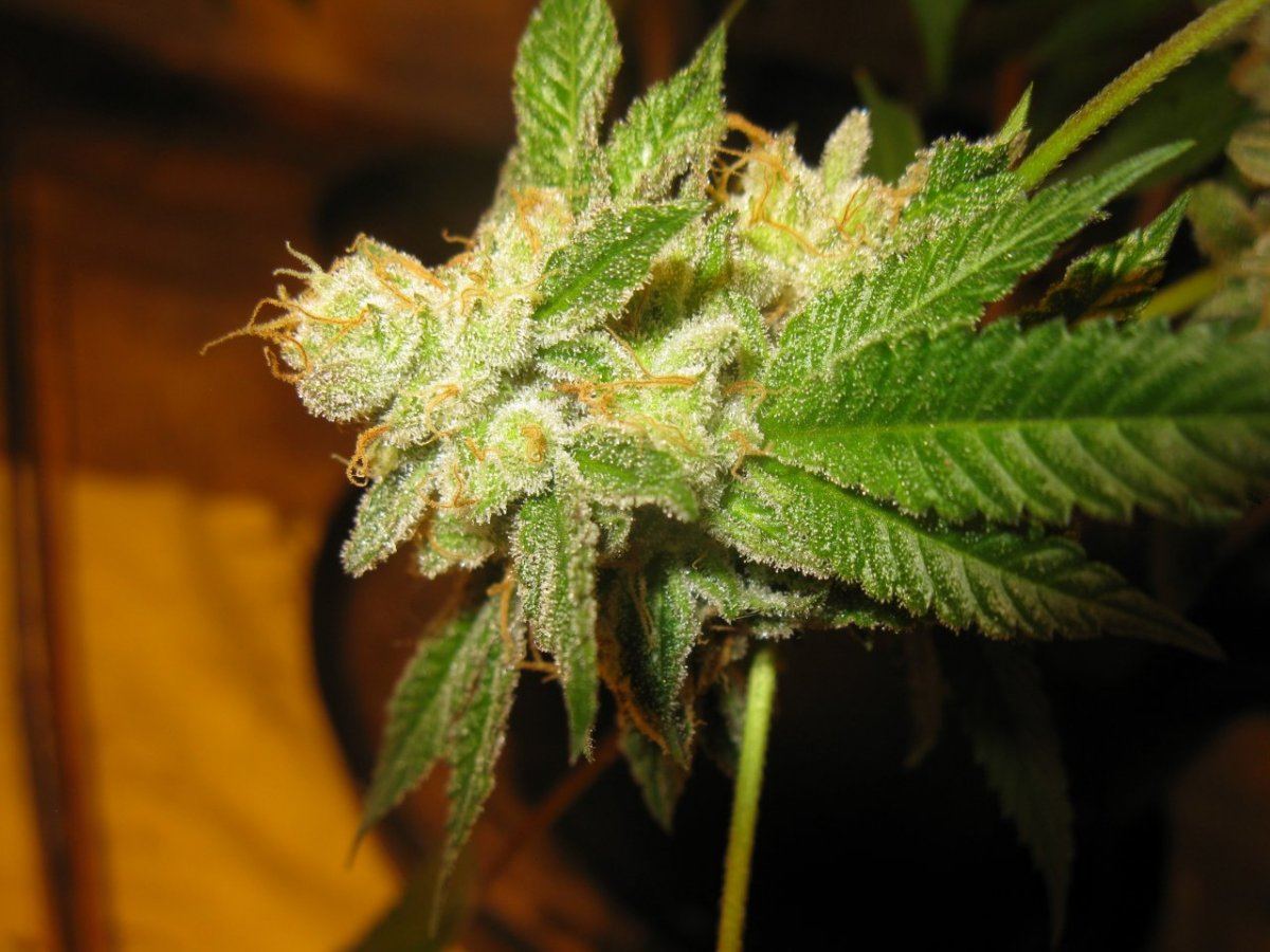 Cookie 4 087