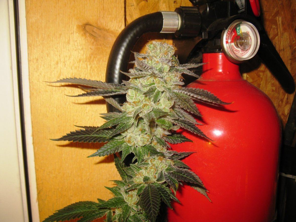 Cookie 4 105