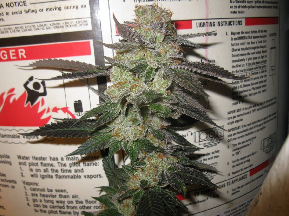 Cookie 4 106