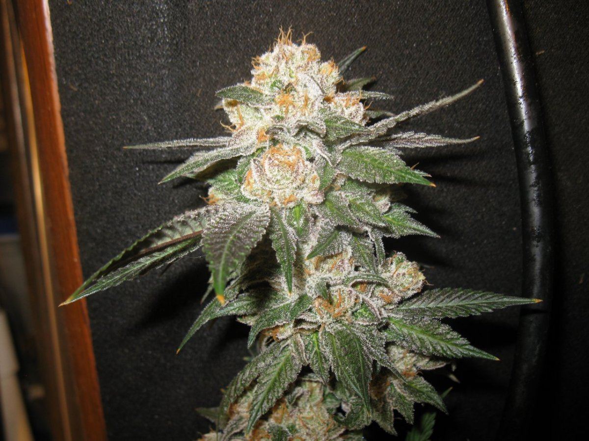 Cookie 4 119