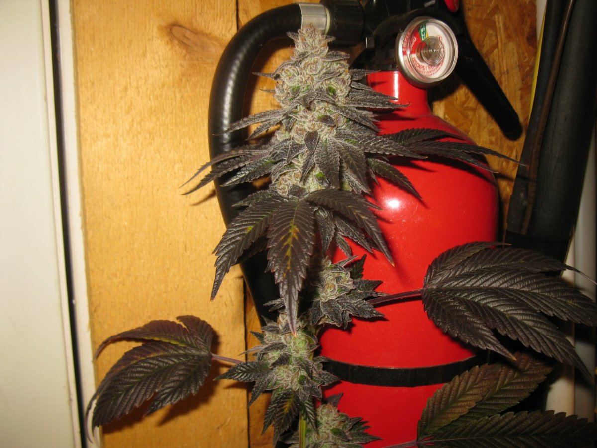 Cookie 5 018