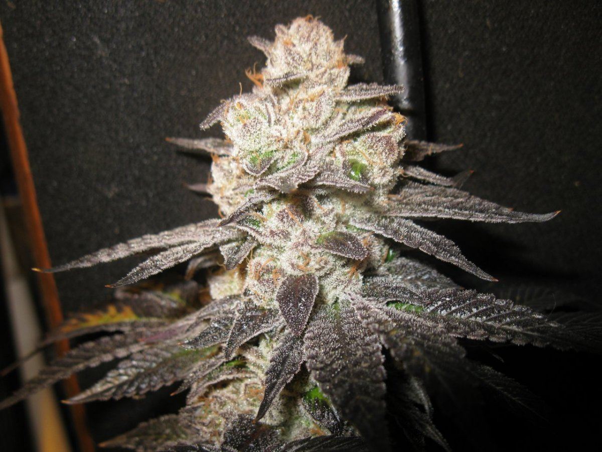Cookie 5 021