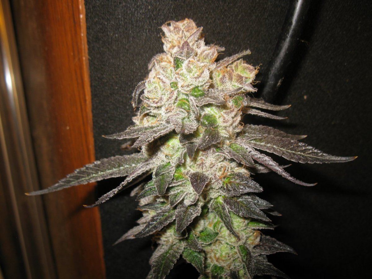 Cookie 5 027