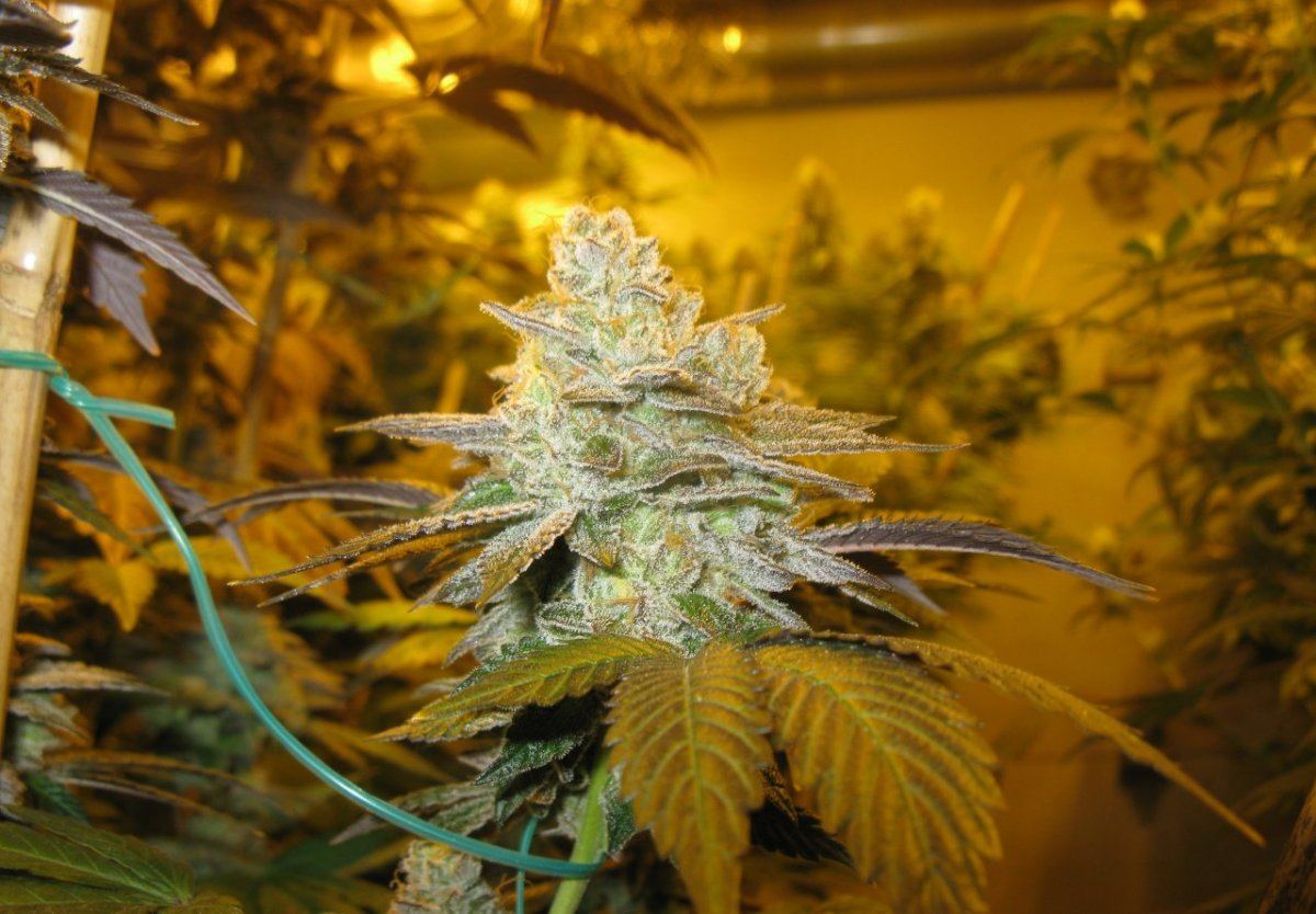 Cookie 5 lower 005