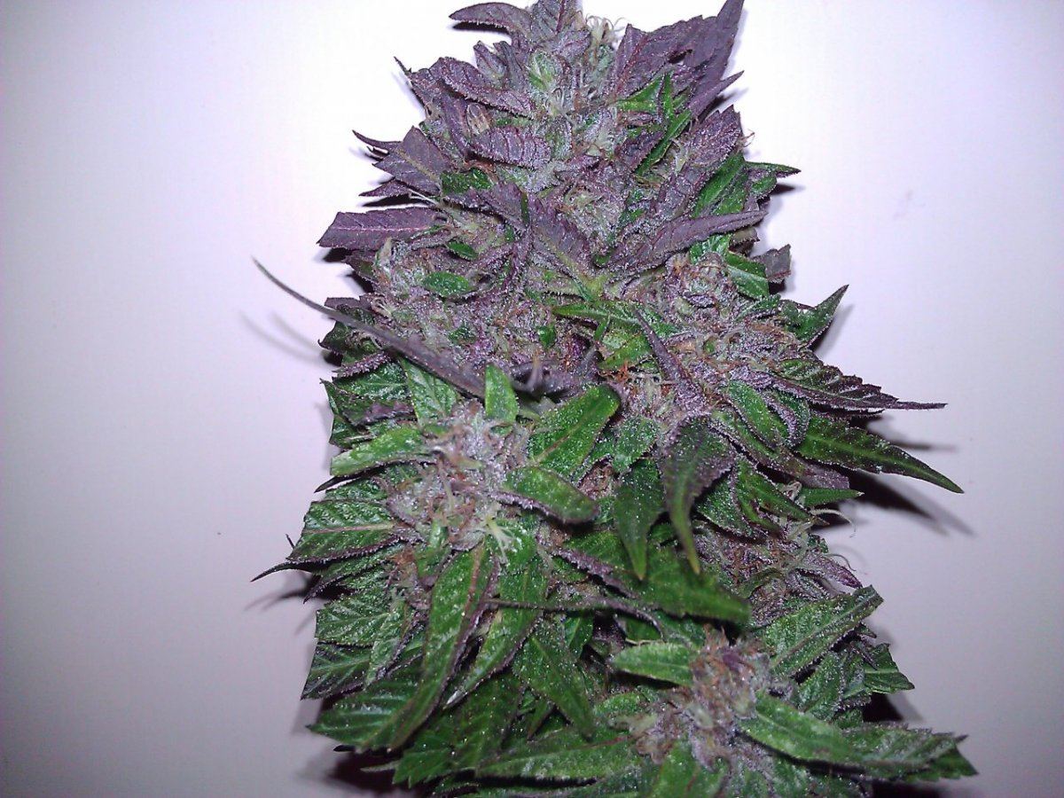COOKIE BUDZ 1