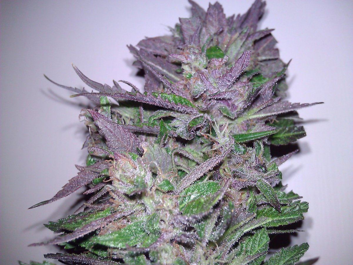 COOKIE BUDZ 2