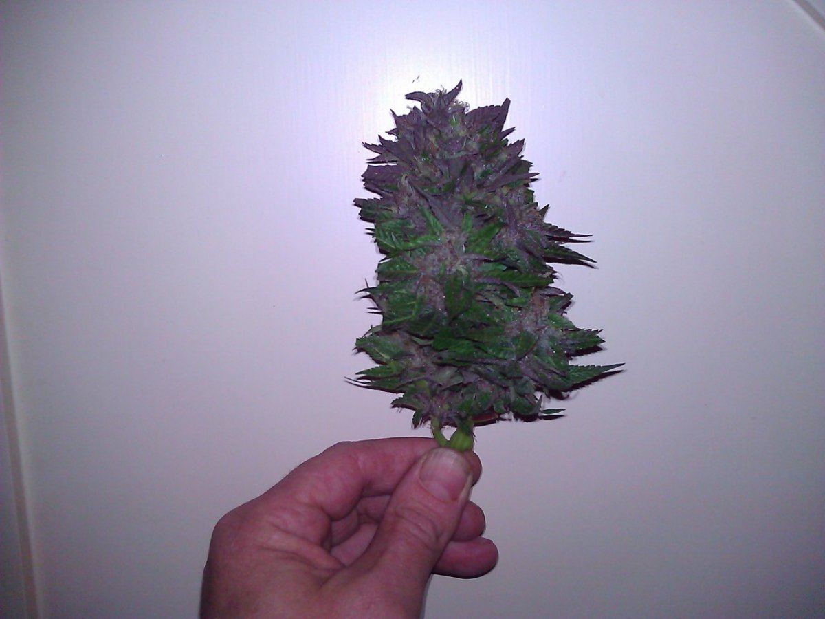 COOKIE BUDZ 4